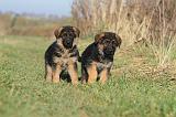 BERGER ALLEMAND 576